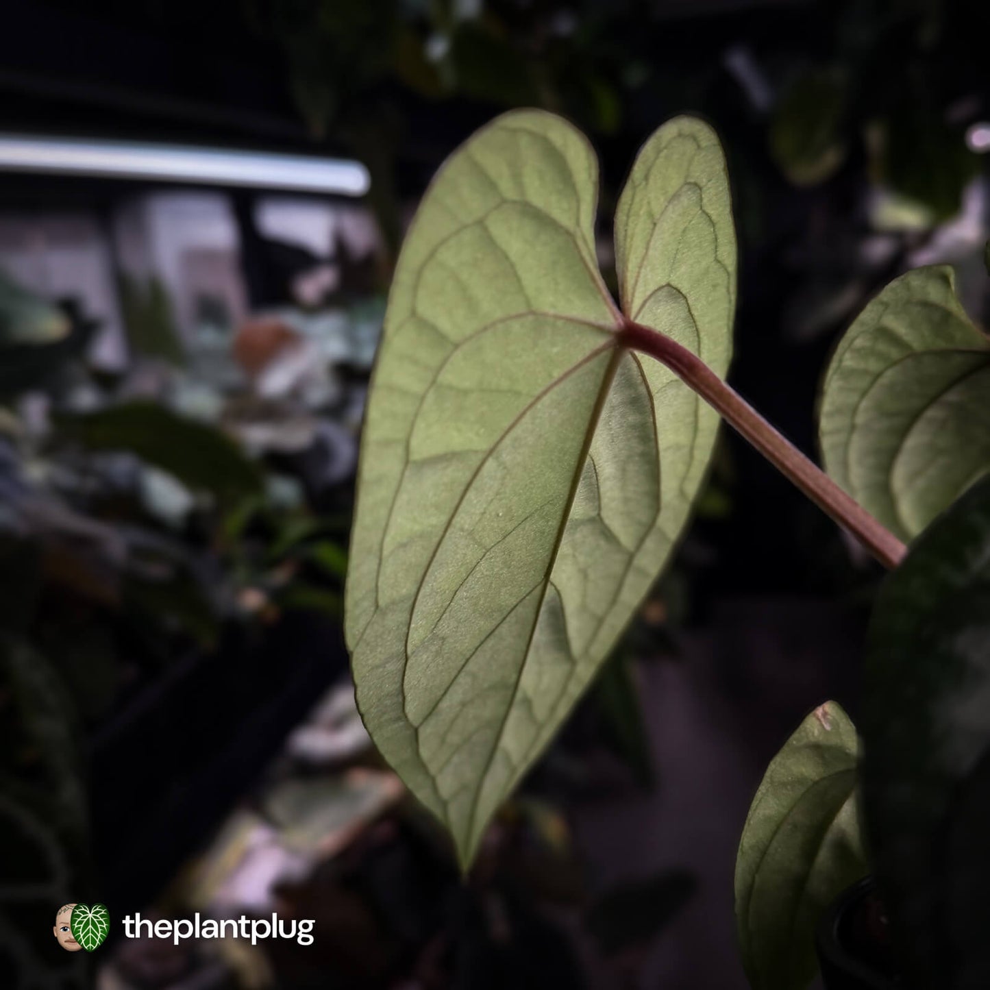 Anthurium 'Deadpool' x luxurians