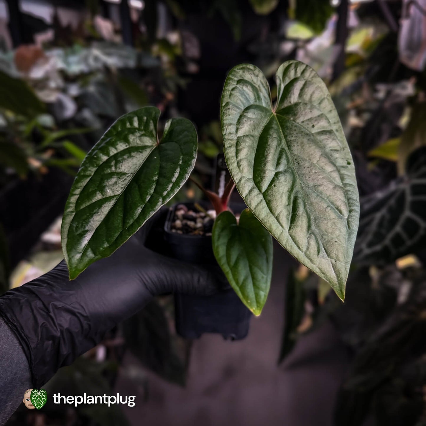 Anthurium 'Deadpool' x luxurians