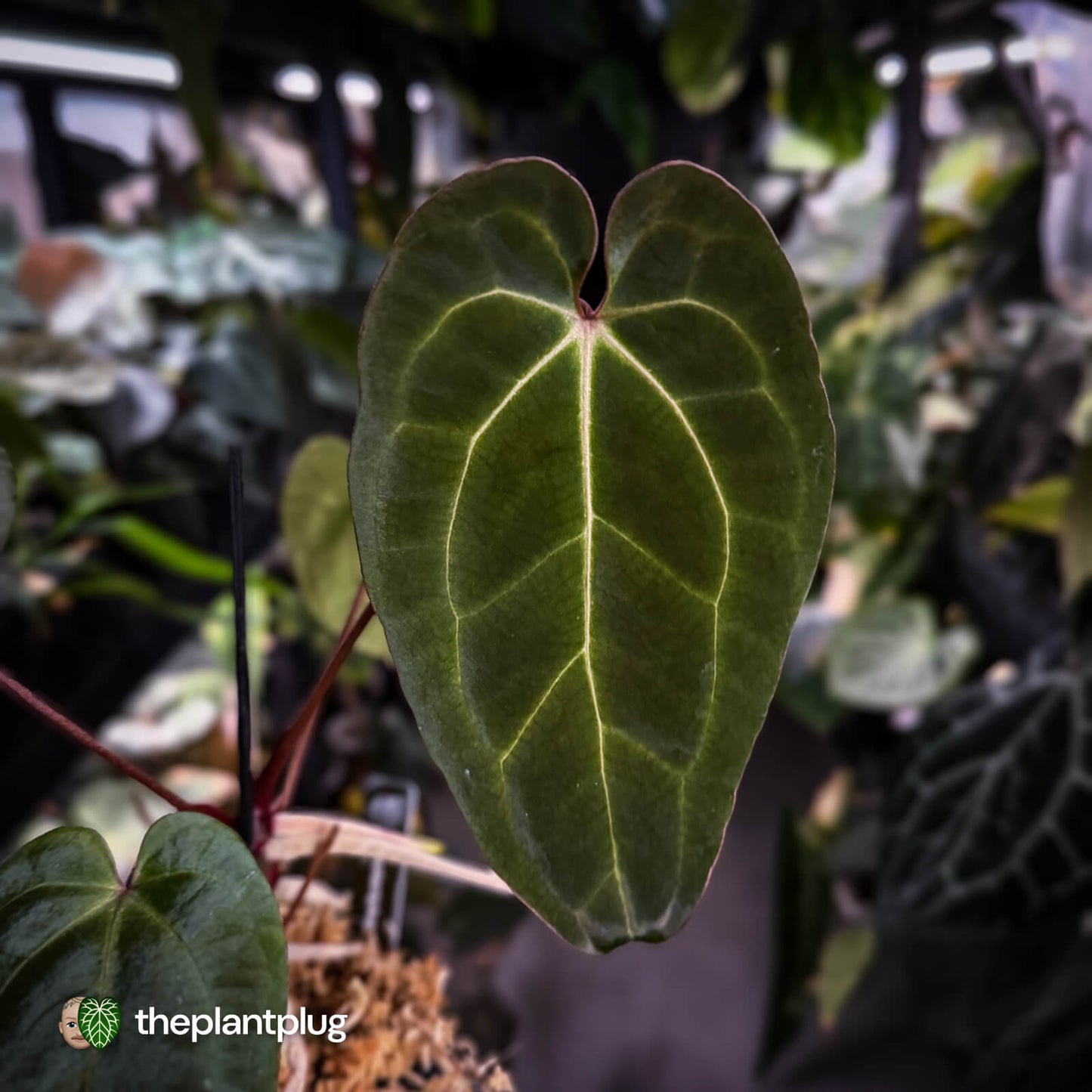 Anthurium besseae aff x ('Magenta' x 'RVDP')