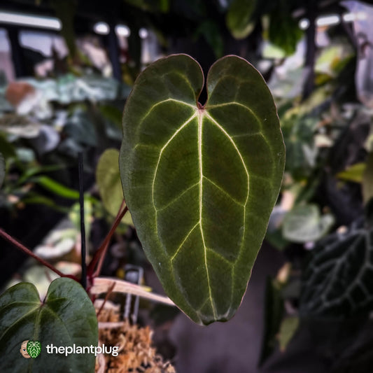 Anthurium besseae aff x ('Magenta' x 'RVDP')