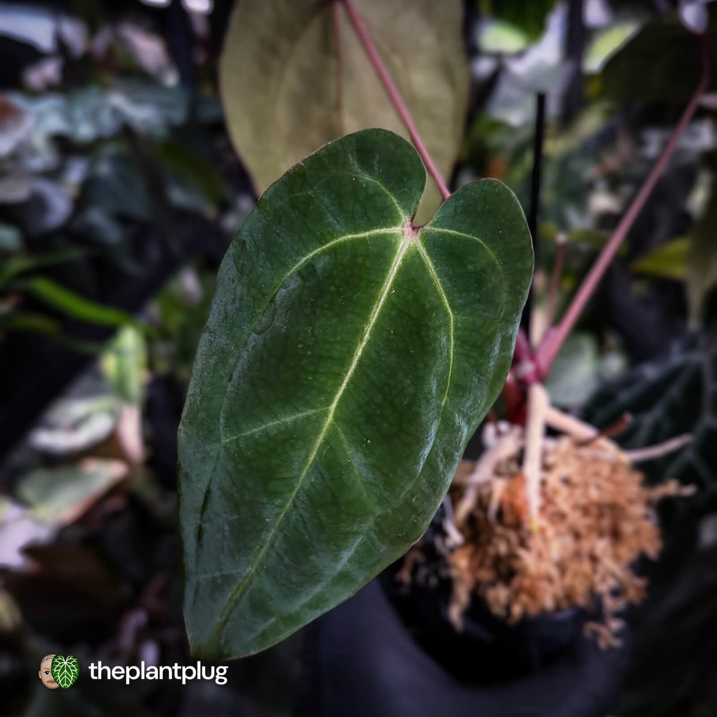 Anthurium besseae aff x ('Magenta' x 'RVDP')