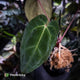 Anthurium besseae aff x ('Magenta' x 'RVDP')