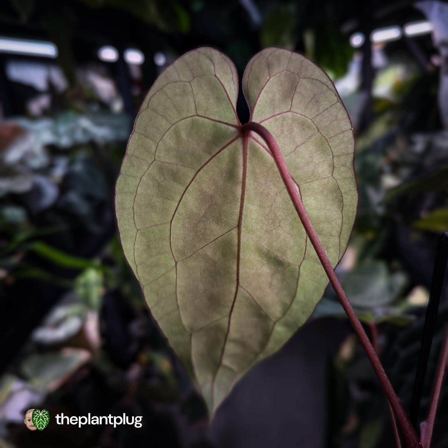 Anthurium besseae aff x ('Magenta' x 'RVDP')