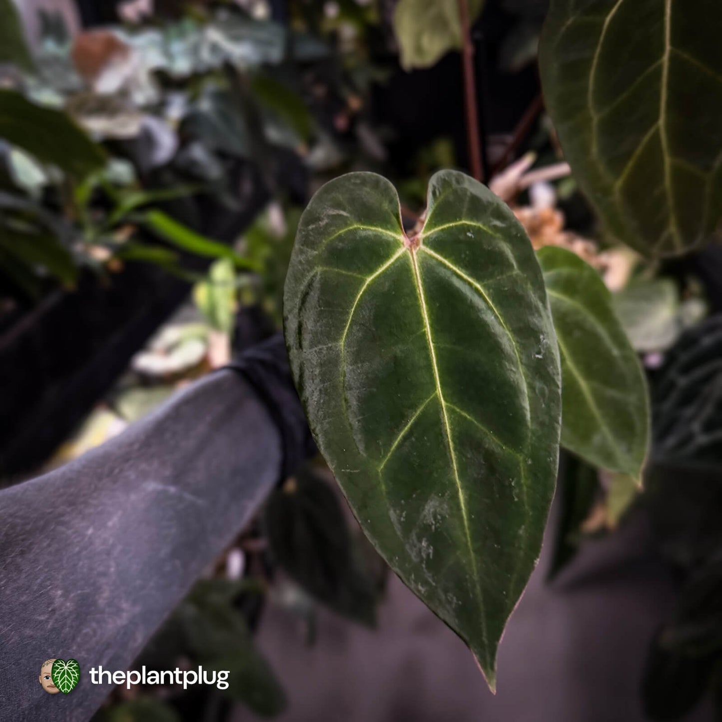 Anthurium besseae aff x ('Magenta' x 'RVDP')