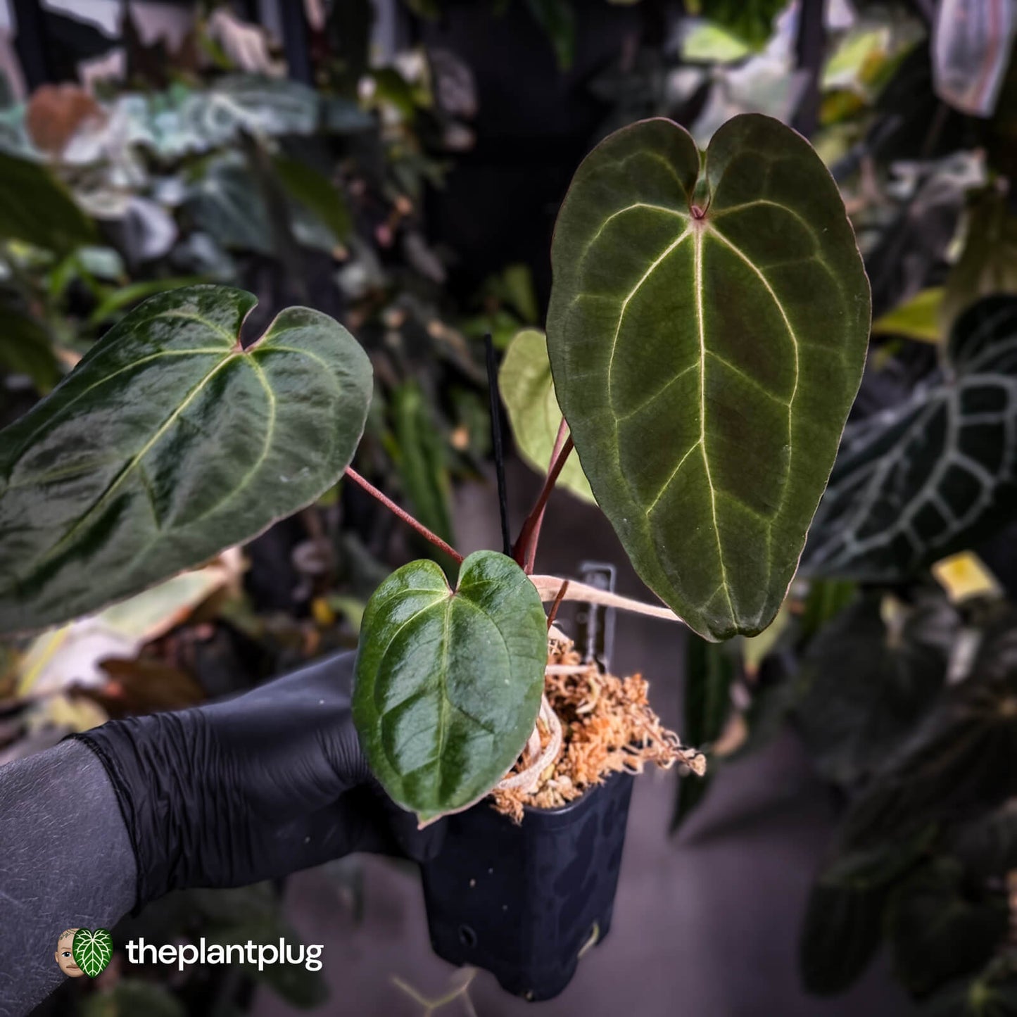 Anthurium besseae aff x ('Magenta' x 'RVDP')