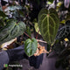 Anthurium besseae aff x ('Magenta' x 'RVDP')