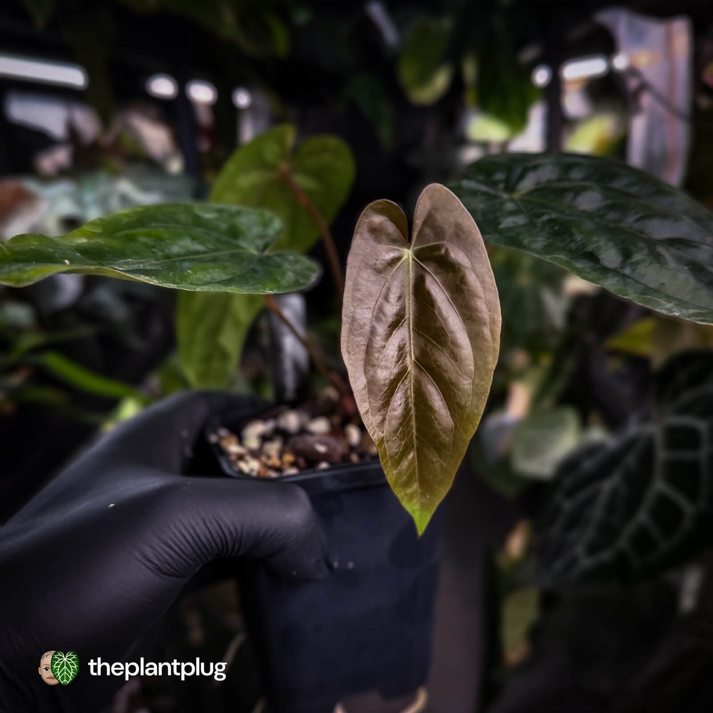 Anthurium (pap 'FS' x sp. Napo) x dressleri