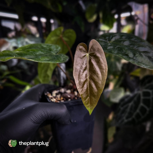 Anthurium (pap 'FS' x sp. Napo) x dressleri