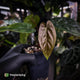 Anthurium (pap 'FS' x sp. Napo) x dressleri