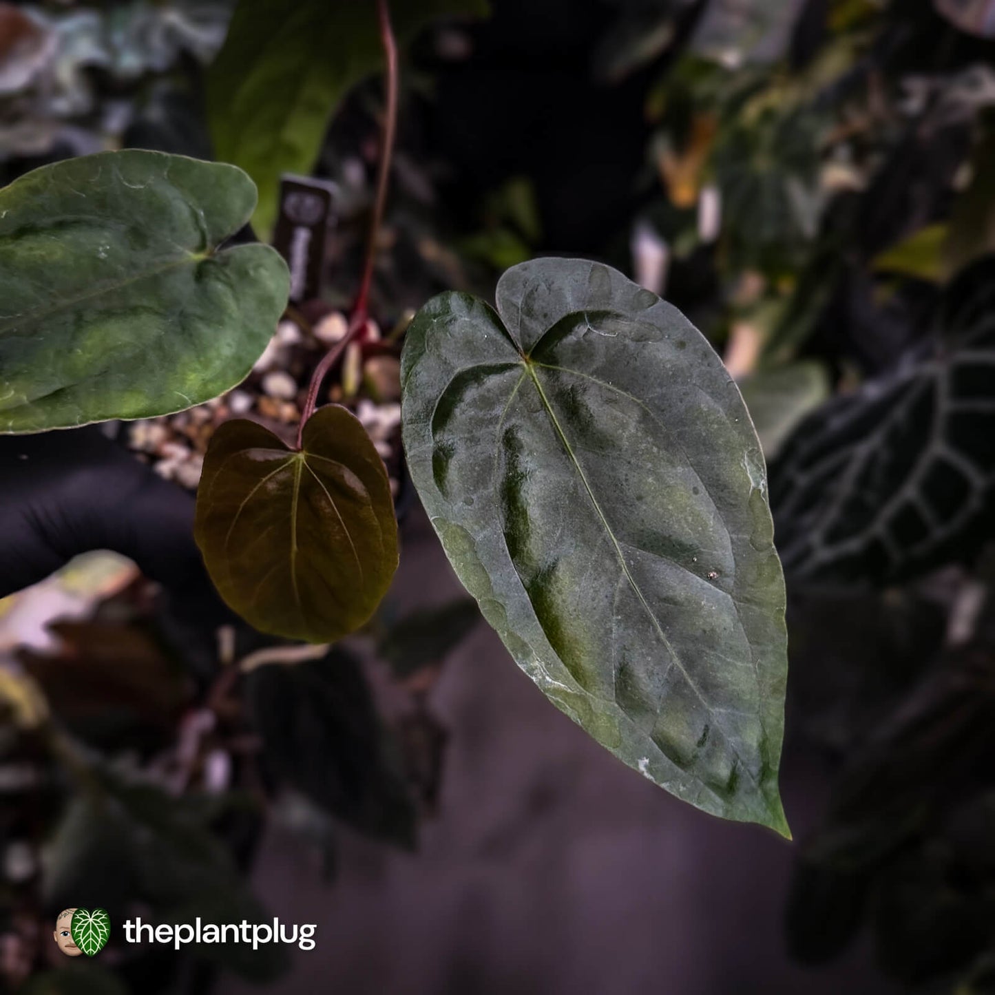 Anthurium (pap 'FS' x sp. Napo) x dressleri