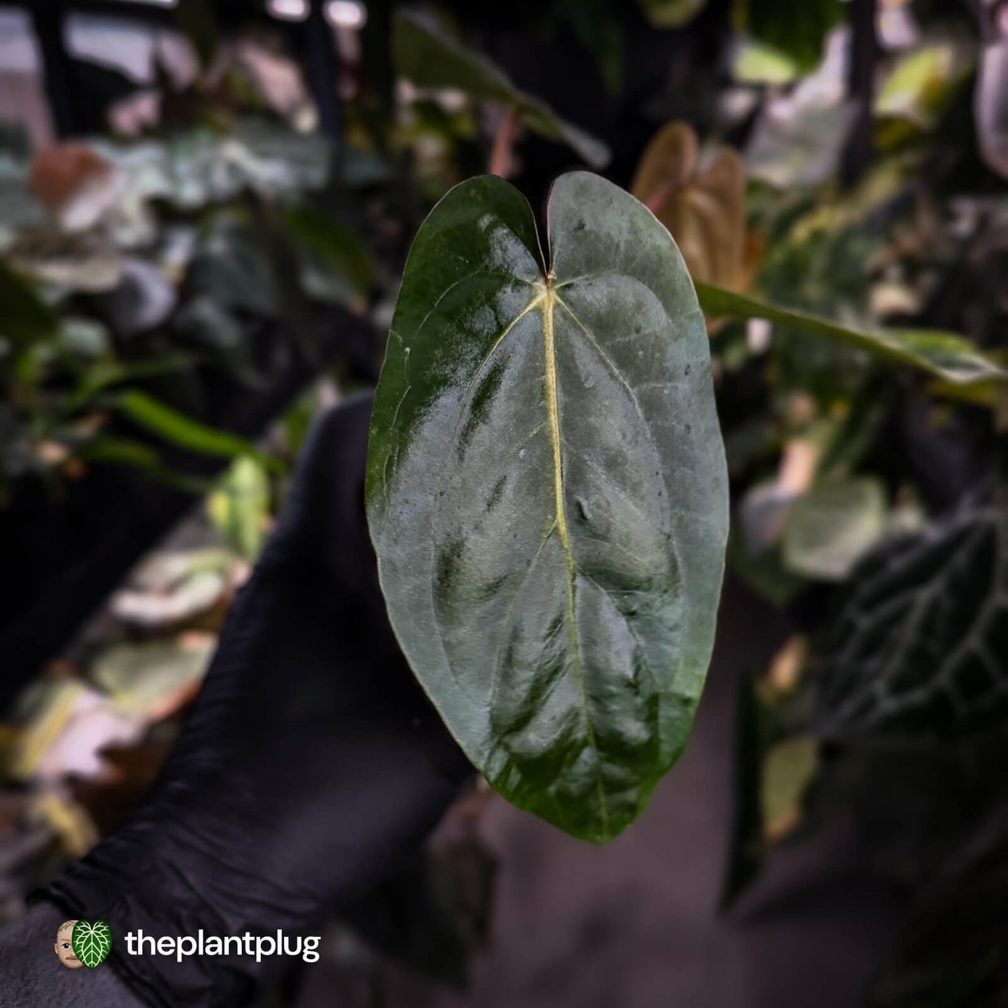 Anthurium (pap 'FS' x sp. Napo) x dressleri