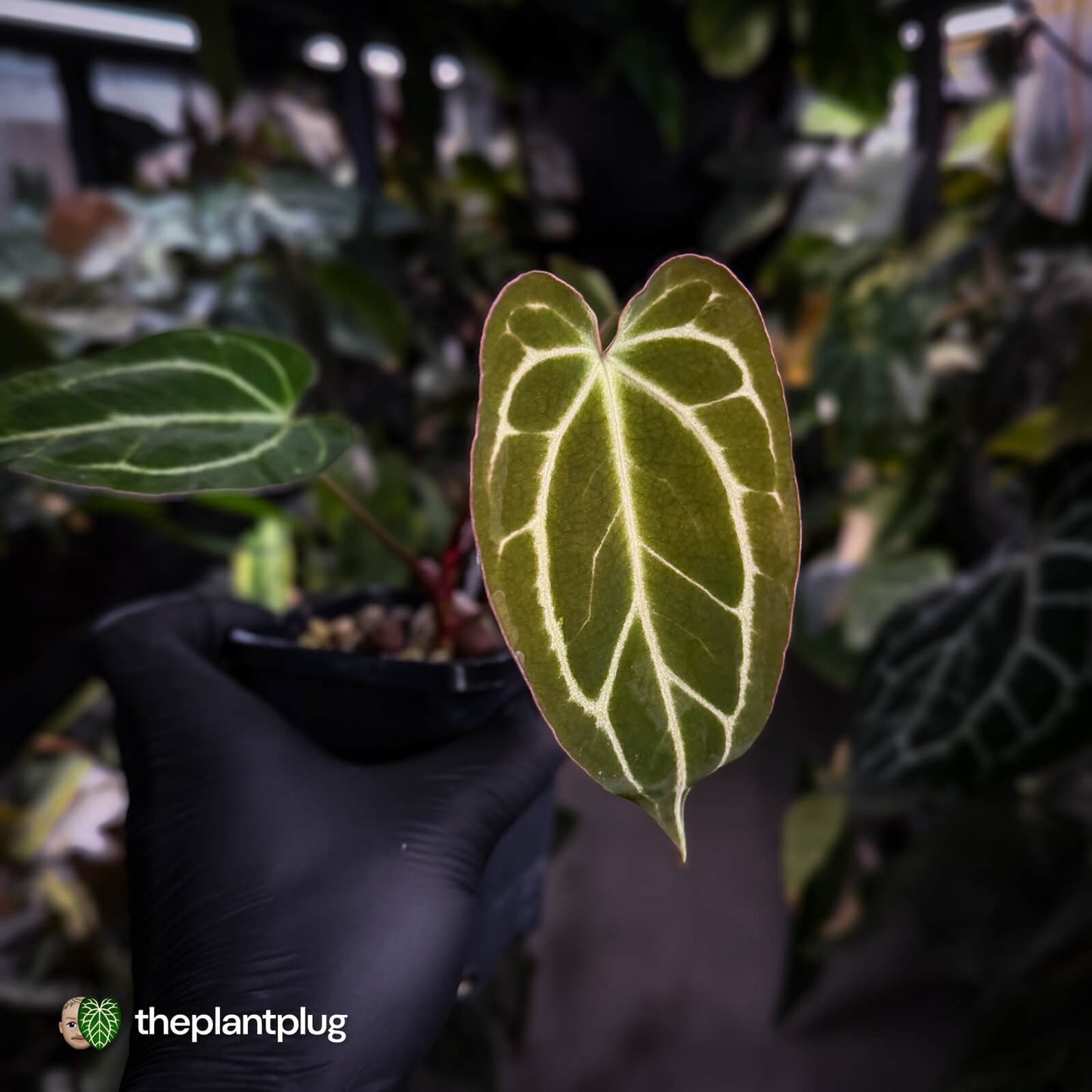 Anthurium [('Zara' x 'Michelle') x carla] x 'Black Widow'