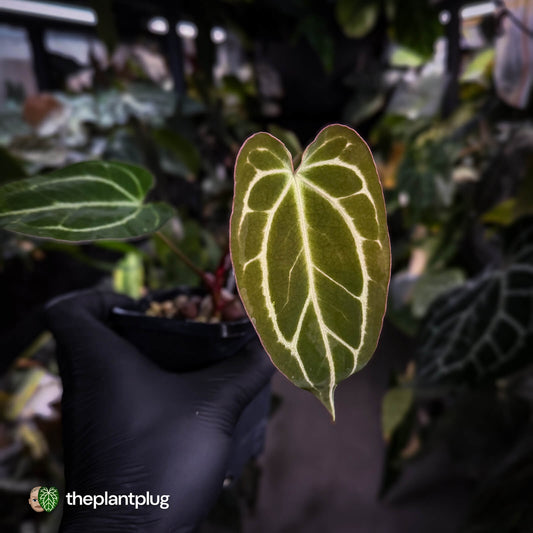 Anthurium [('Zara' x 'Michelle') x carla] x 'Black Widow'