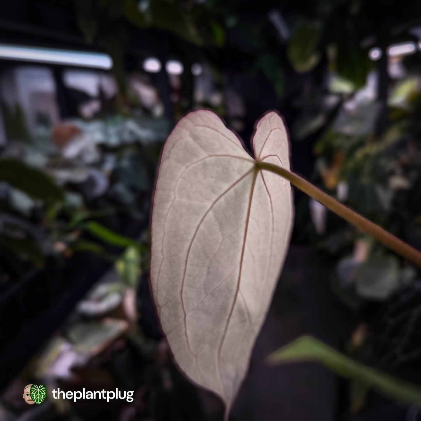 Anthurium [('Zara' x 'Michelle') x carla] x 'Black Widow'