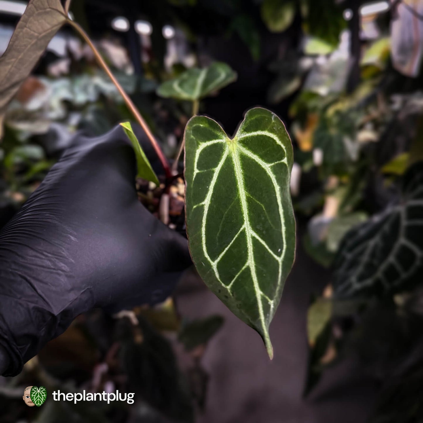 Anthurium [('Zara' x 'Michelle') x carla] x 'Black Widow'