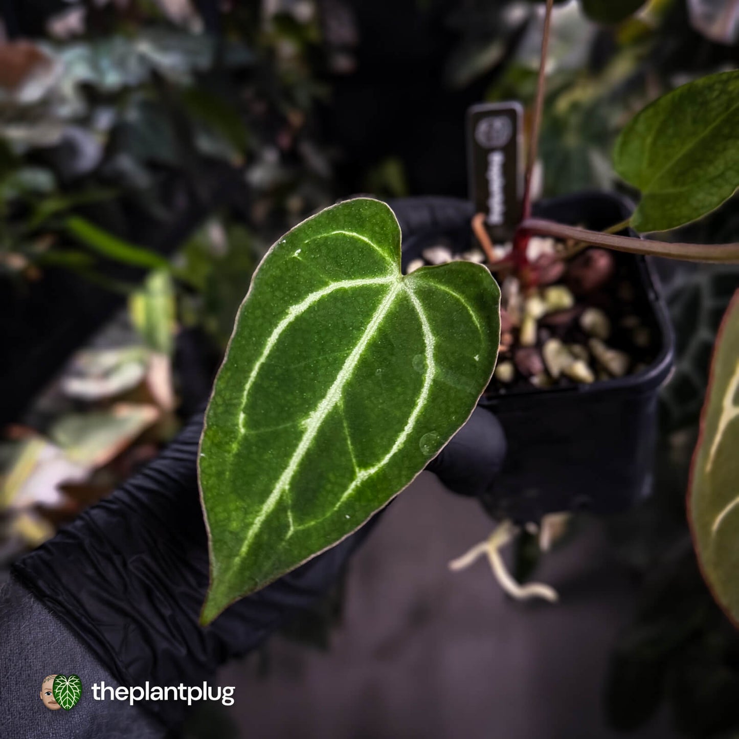 Anthurium [('Zara' x 'Michelle') x carla] x 'Black Widow'