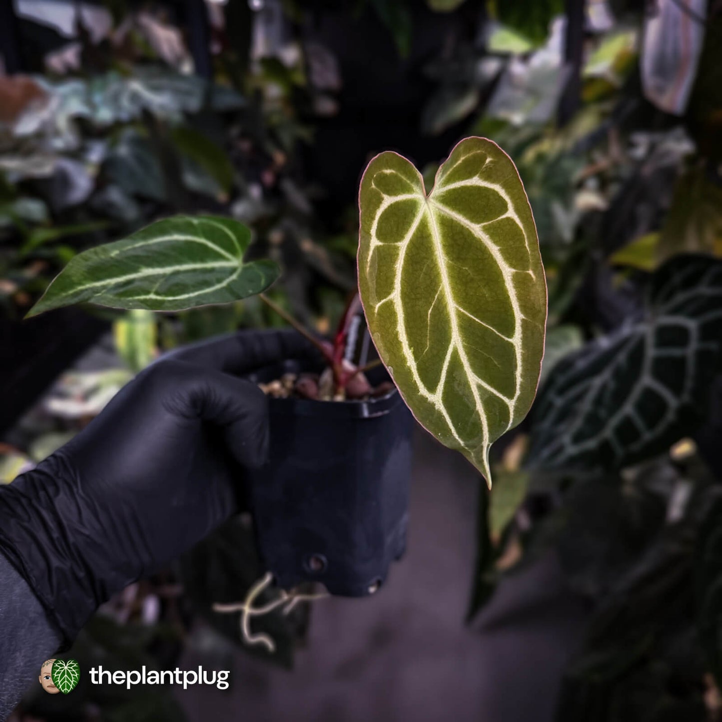 Anthurium [('Zara' x 'Michelle') x carla] x 'Black Widow'