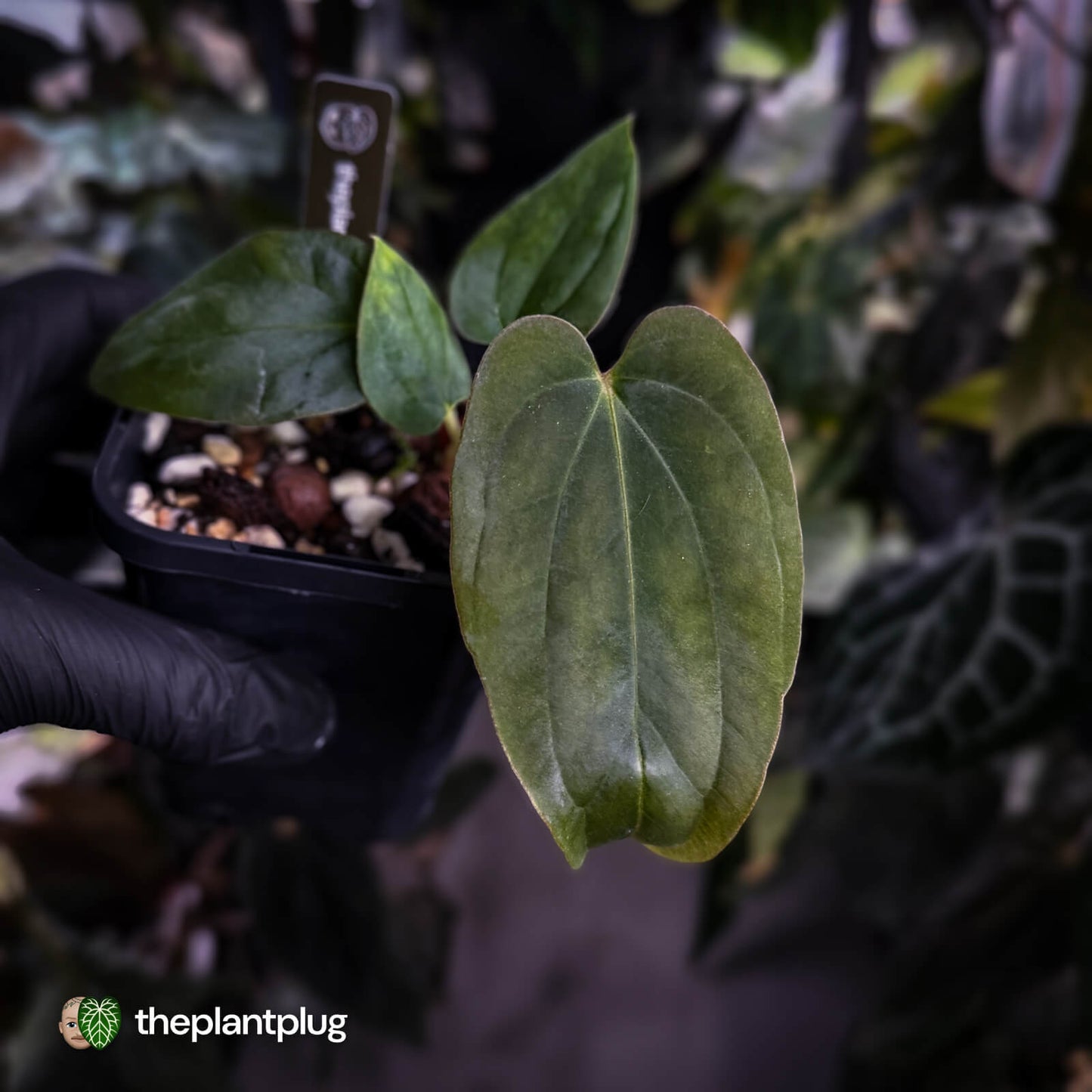 Anthurium antolakii / 'BVEP' ['Tezula' f2] x [('Round' x 'Felix') x 'Felix]