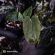 Anthurium antolakii / 'BVEP' ['Tezula' f2] x [('Round' x 'Felix') x 'Felix]