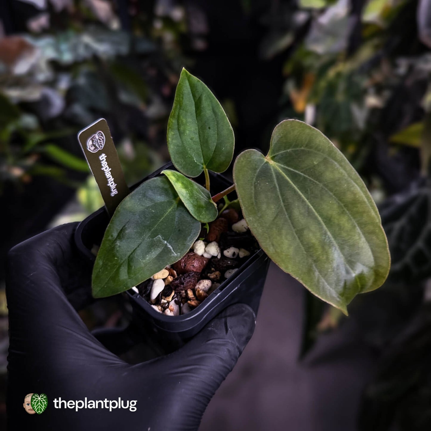 Anthurium antolakii / 'BVEP' ['Tezula' f2] x [('Round' x 'Felix') x 'Felix]