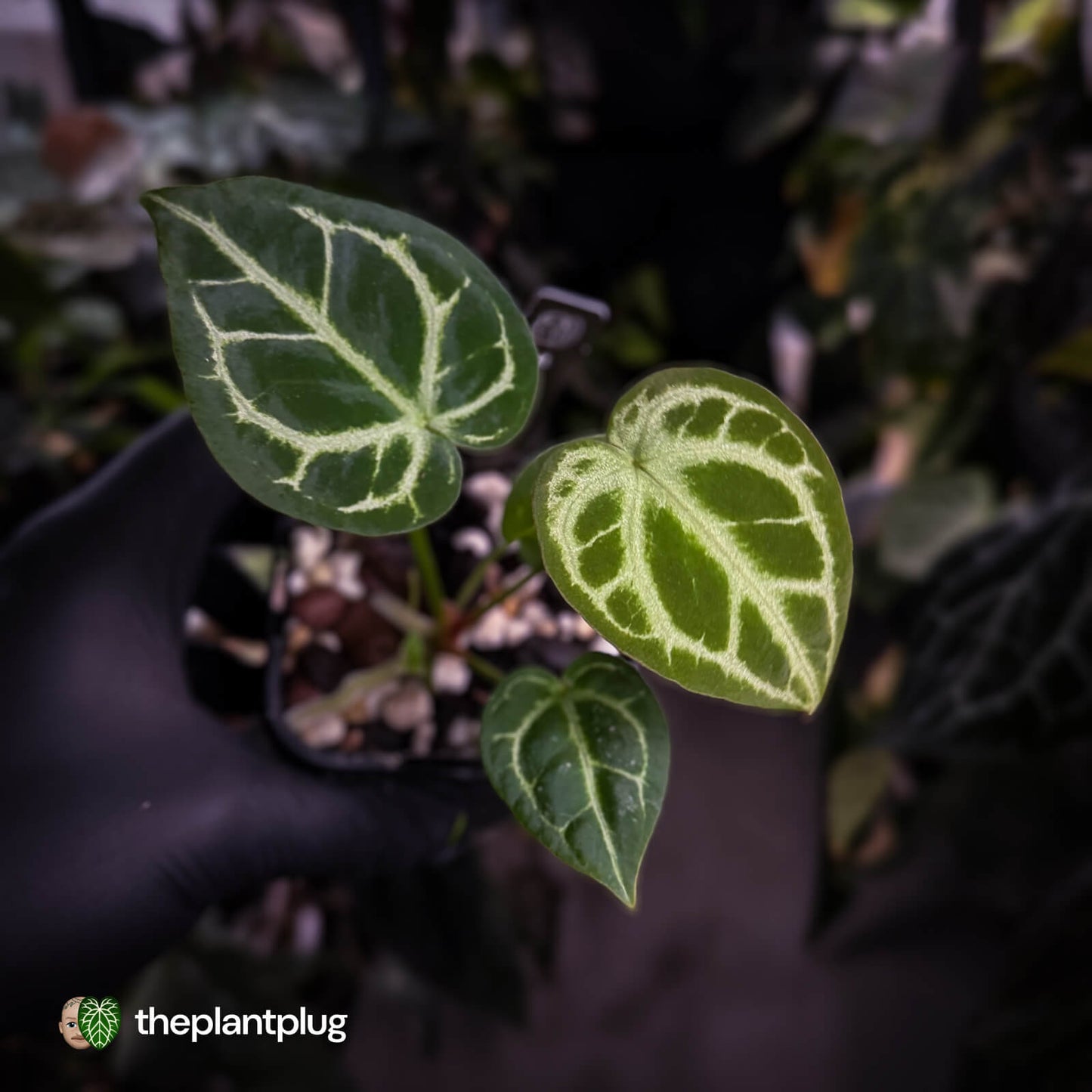 Anthurium 'Silver Sad' x 'Diamond Forgetii'