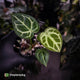 Anthurium 'Silver Sad' x 'Diamond Forgetii'