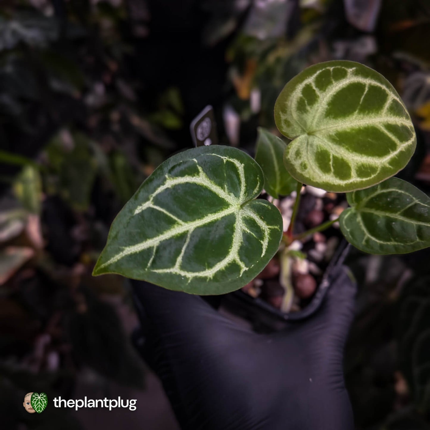 Anthurium 'Silver Sad' x 'Diamond Forgetii'