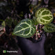 Anthurium 'Silver Sad' x 'Diamond Forgetii'