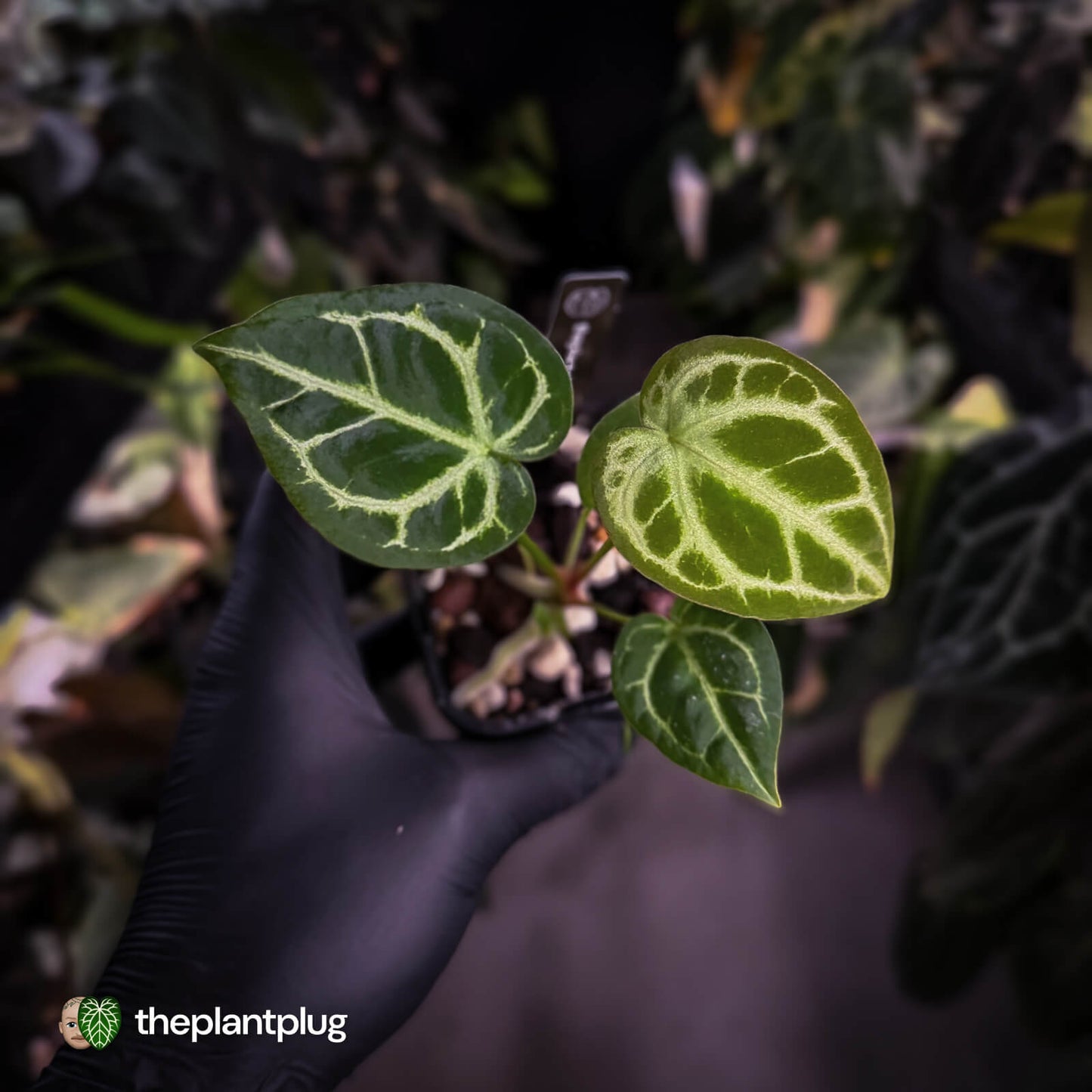 Anthurium 'Silver Sad' x 'Diamond Forgetii'