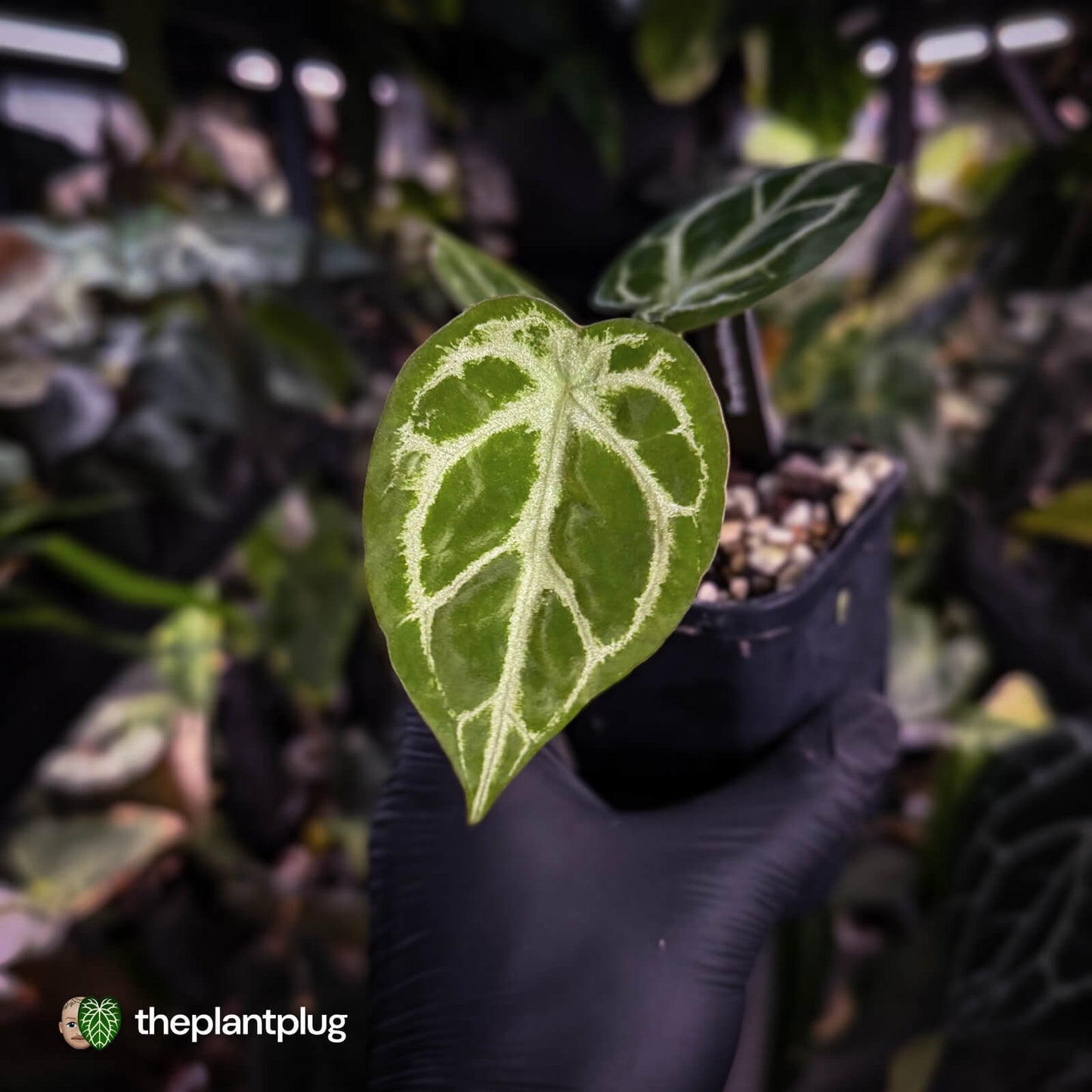 Anthurium 'Silver Sad' x 'Diamond Forgetii'