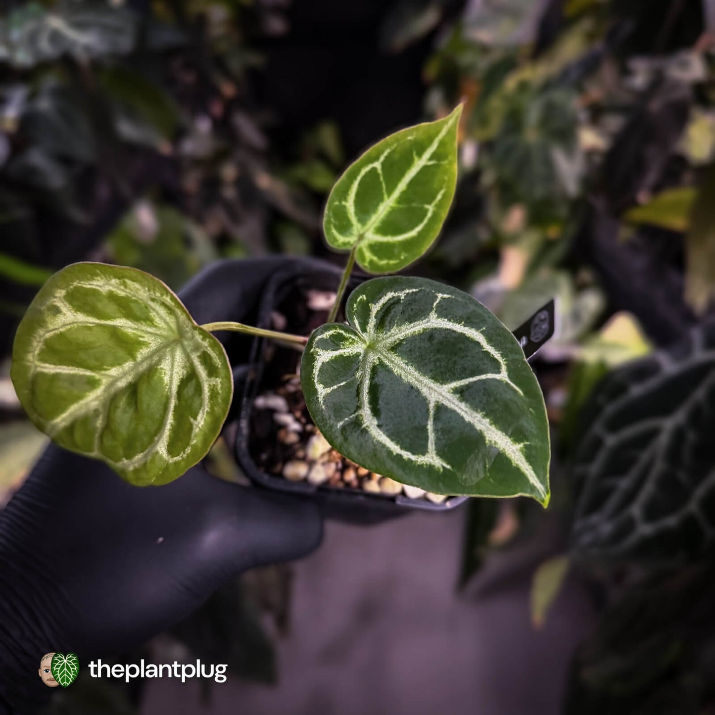 Anthurium 'Silver Sad' x 'Diamond Forgetii'