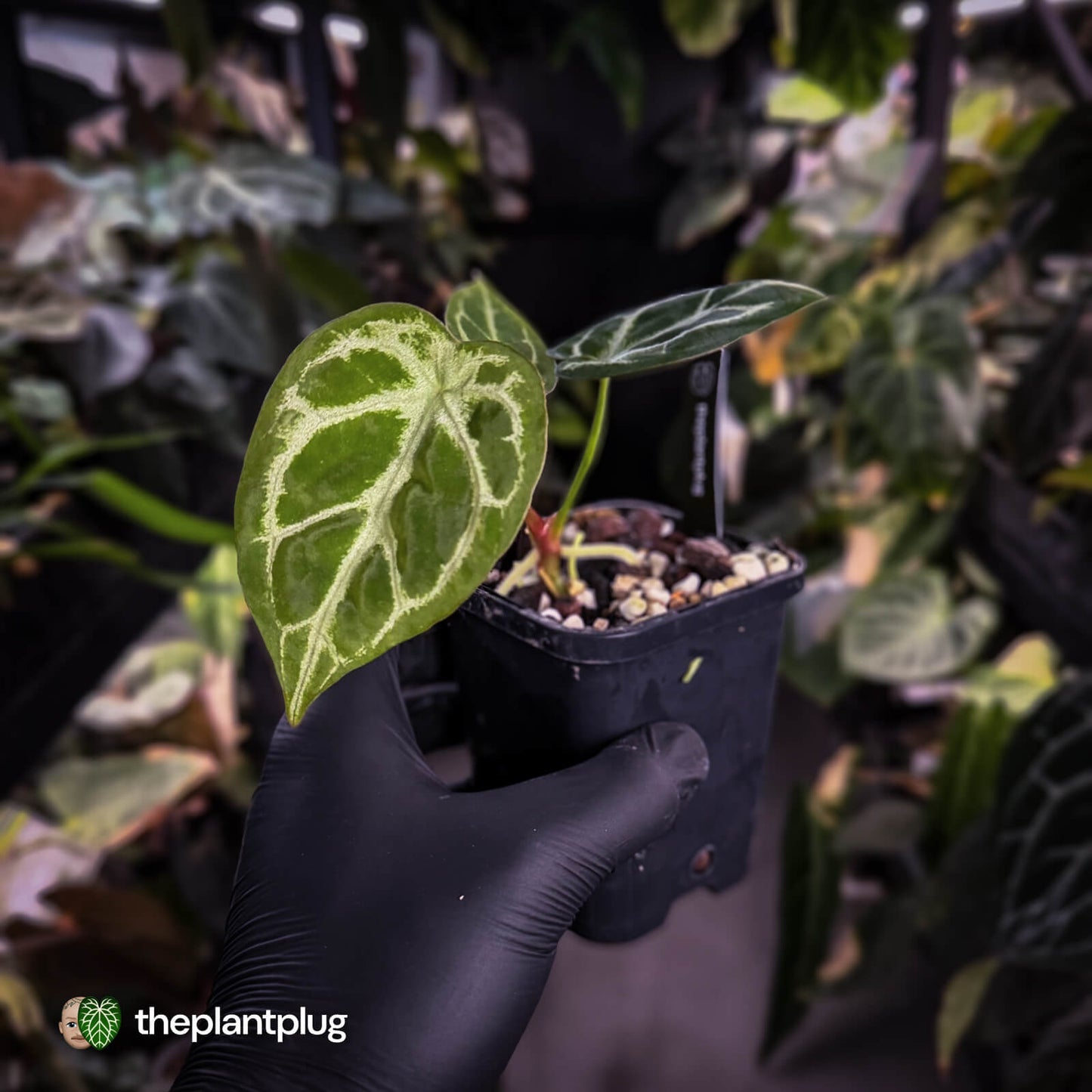 Anthurium 'Silver Sad' x 'Diamond Forgetii'