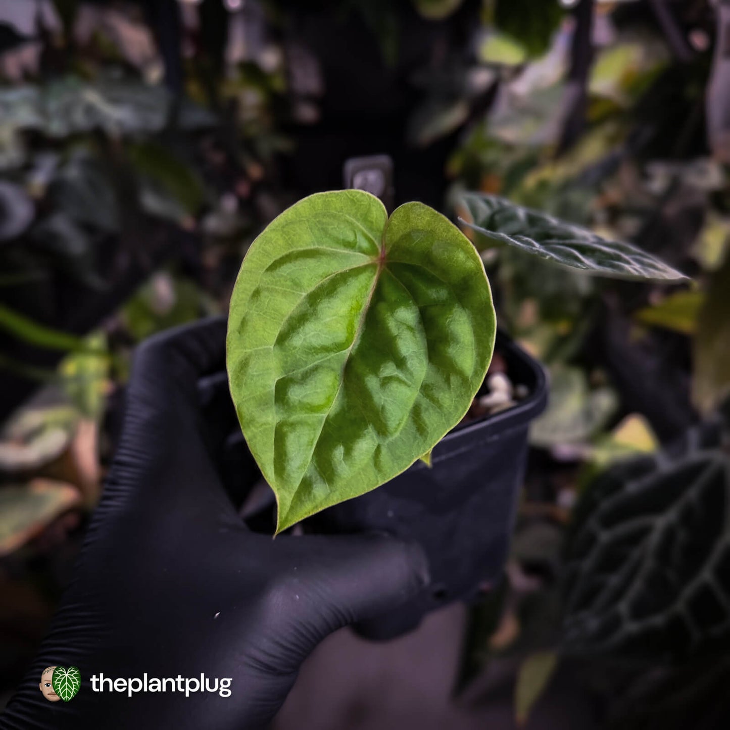 Anthurium 'Bloodmoon' x luxurians • first release