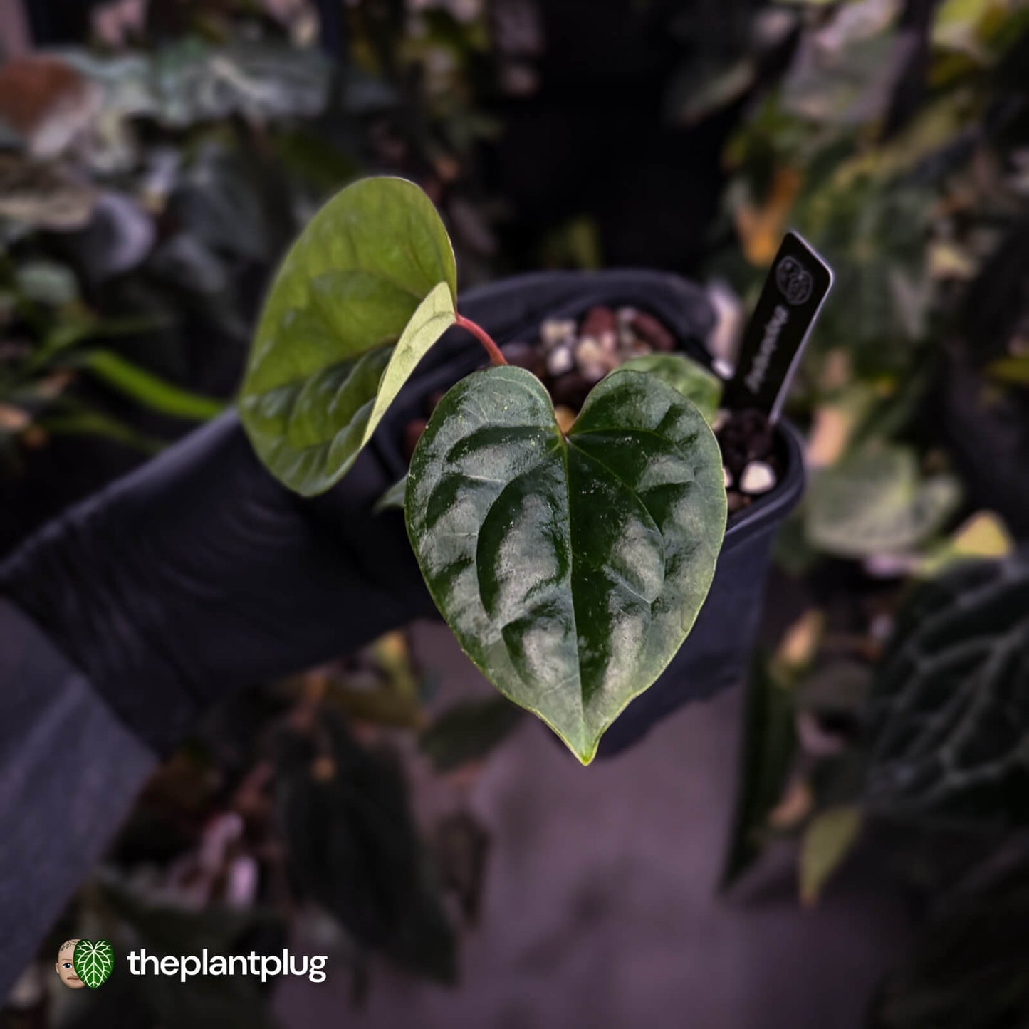 Anthurium 'Bloodmoon' x luxurians • first release