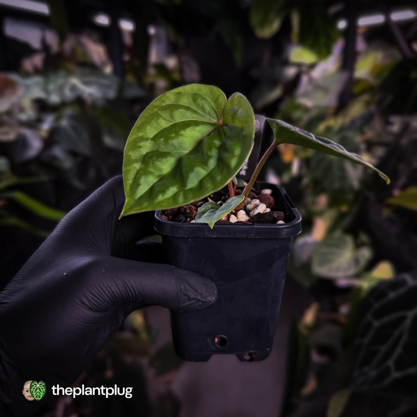 Anthurium 'Bloodmoon' x luxurians • first release