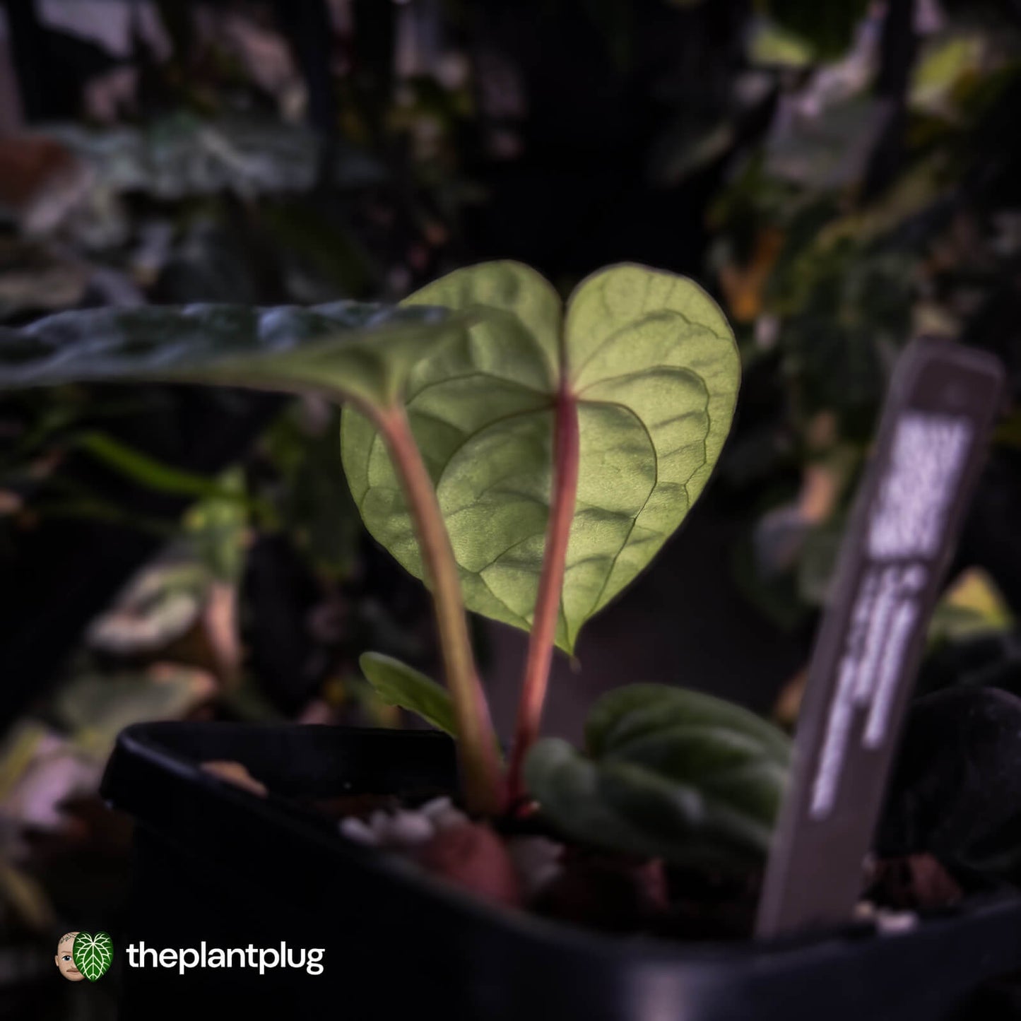 Anthurium 'Bloodmoon' x luxurians • first release