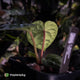 Anthurium 'Bloodmoon' x luxurians • first release