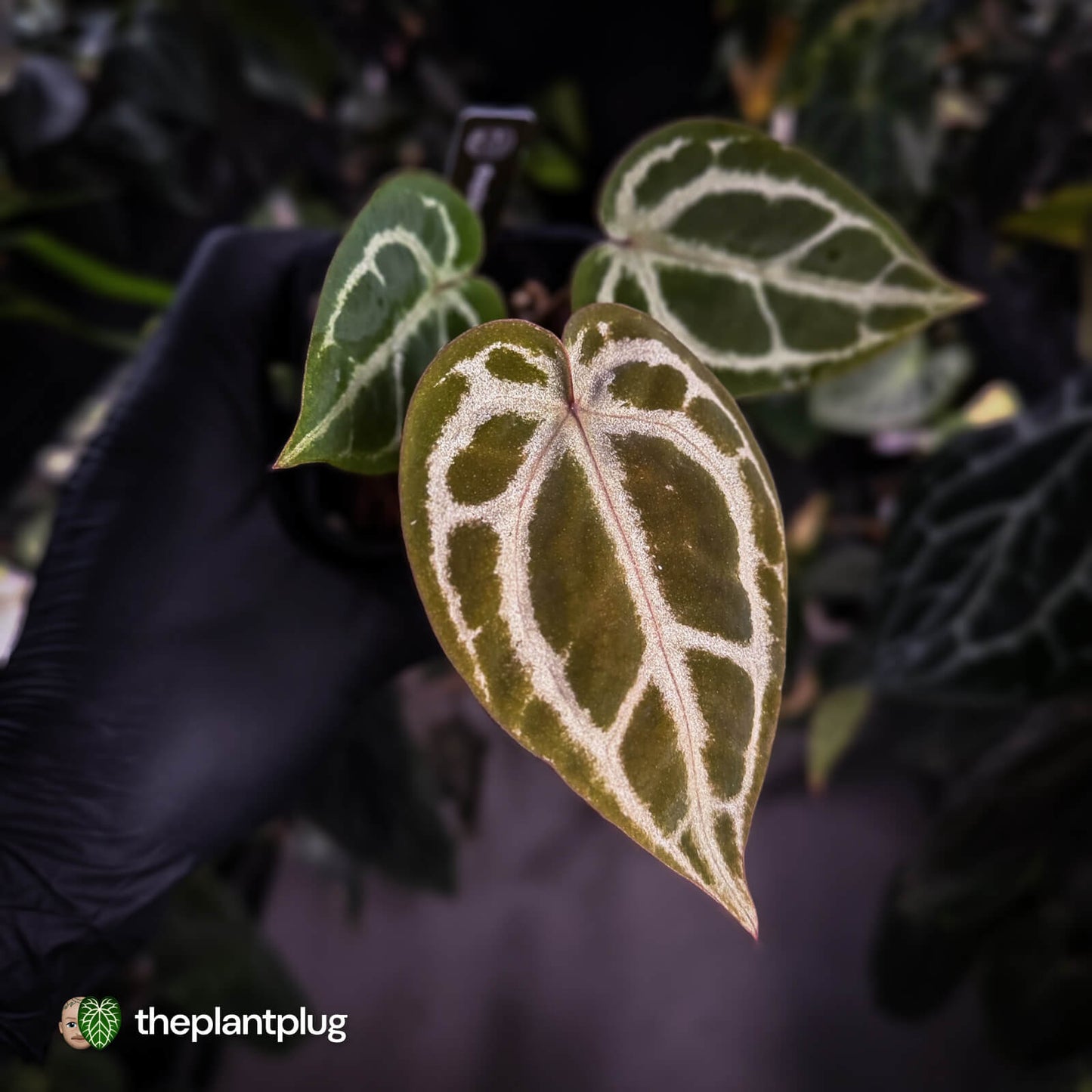 Anthurium ('SKG Silver' x 'Red Crystallinum') x ('Michelle' f2)
