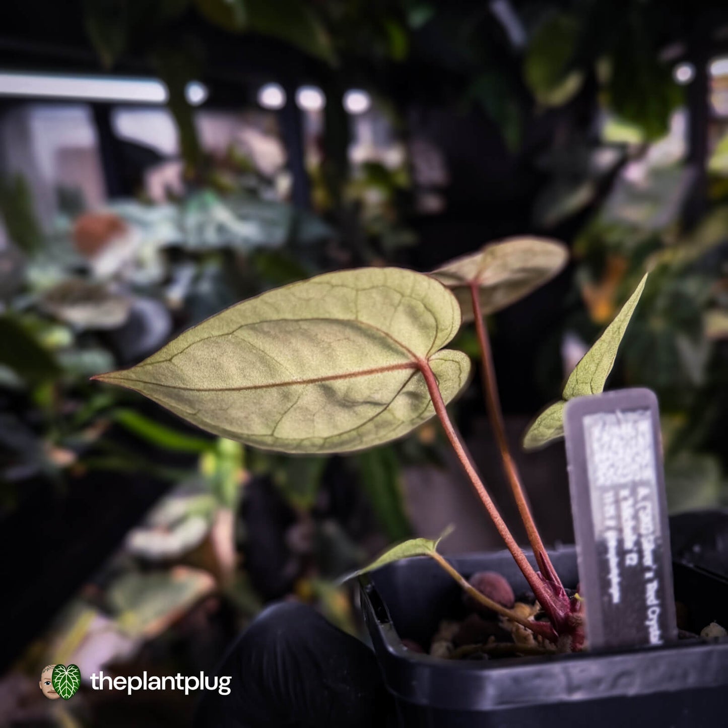 Anthurium ('SKG Silver' x 'Red Crystallinum') x ('Michelle' f2)