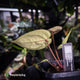 Anthurium ('SKG Silver' x 'Red Crystallinum') x ('Michelle' f2)