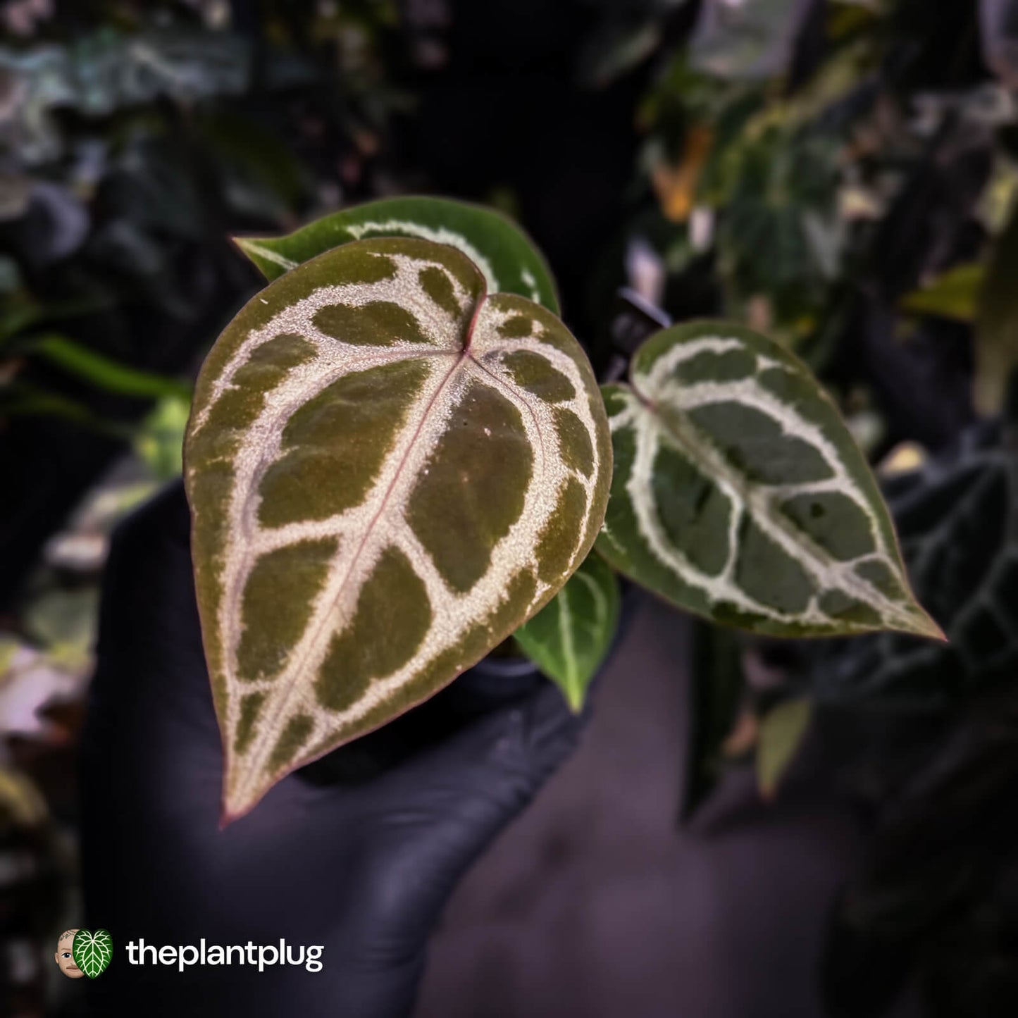 Anthurium ('SKG Silver' x 'Red Crystallinum') x ('Michelle' f2)