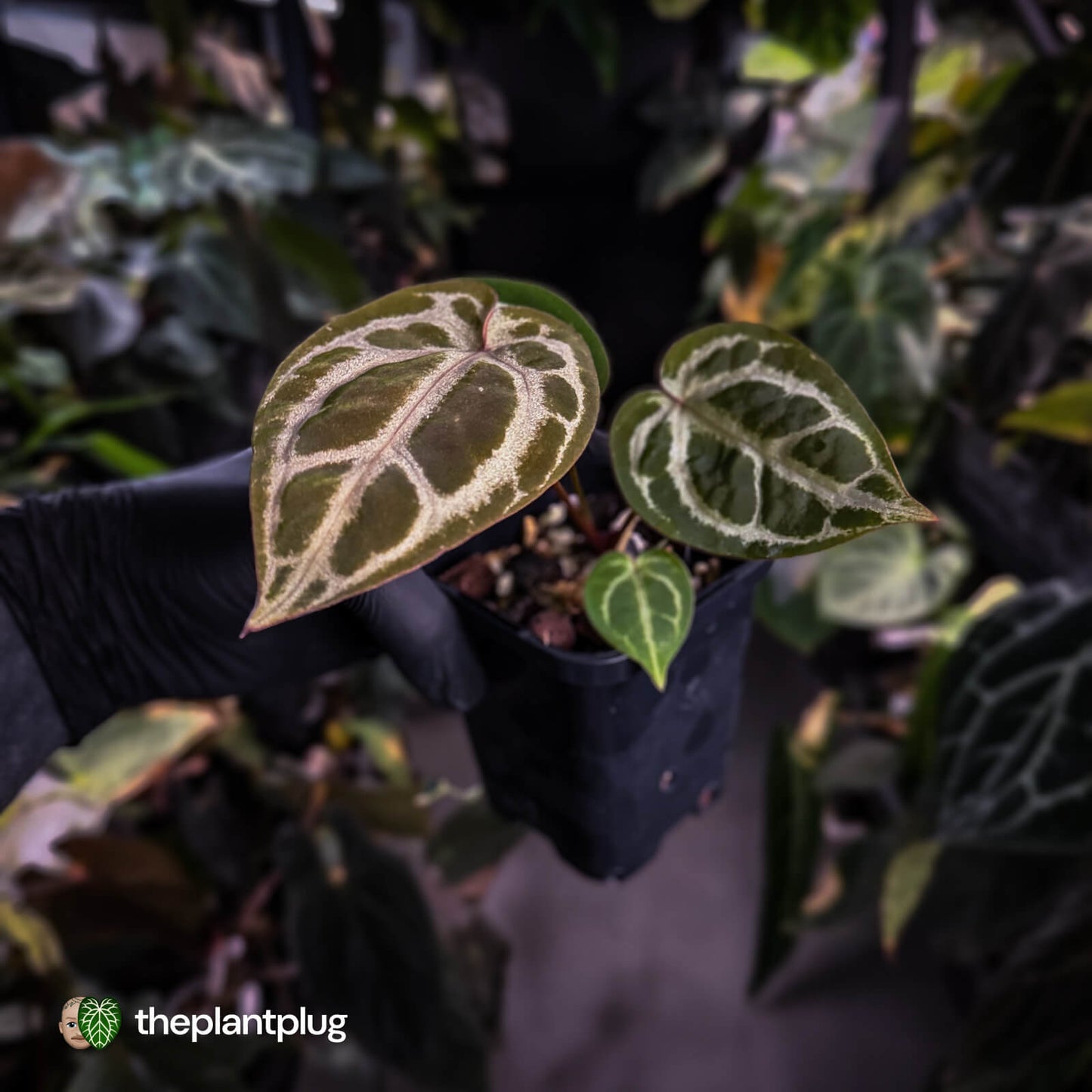 Anthurium ('SKG Silver' x 'Red Crystallinum') x ('Michelle' f2)