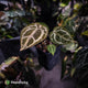 Anthurium ('SKG Silver' x 'Red Crystallinum') x ('Michelle' f2)