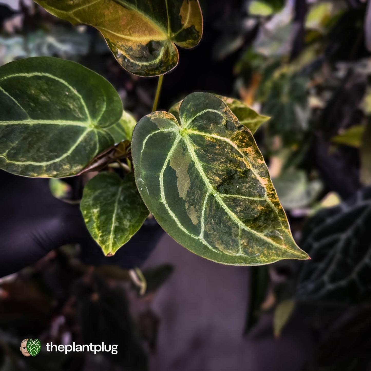 Anthurium (forgetii hybrid variegated) x ('SKG Silver' x 'Red Crystallinum)