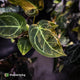 Anthurium (forgetii hybrid variegated) x ('SKG Silver' x 'Red Crystallinum)