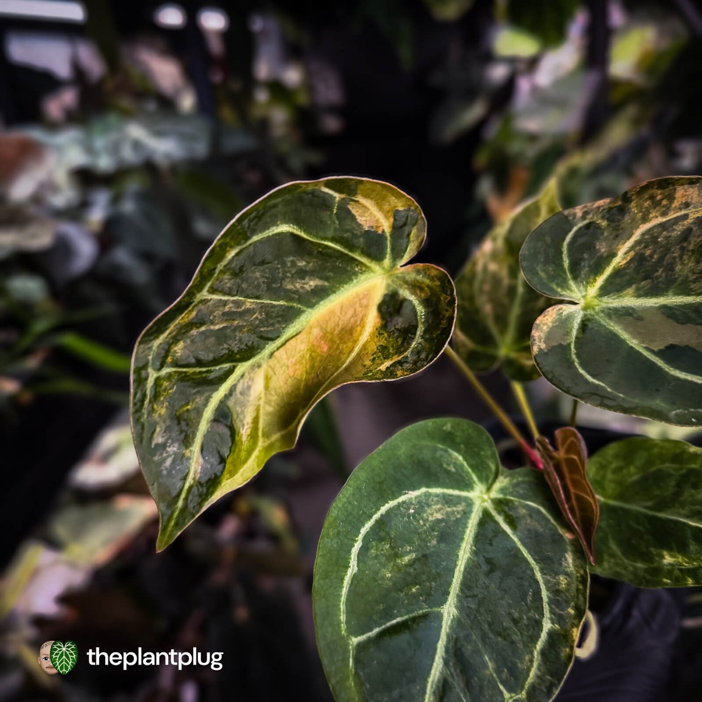 Anthurium (forgetii hybrid variegated) x ('SKG Silver' x 'Red Crystallinum)