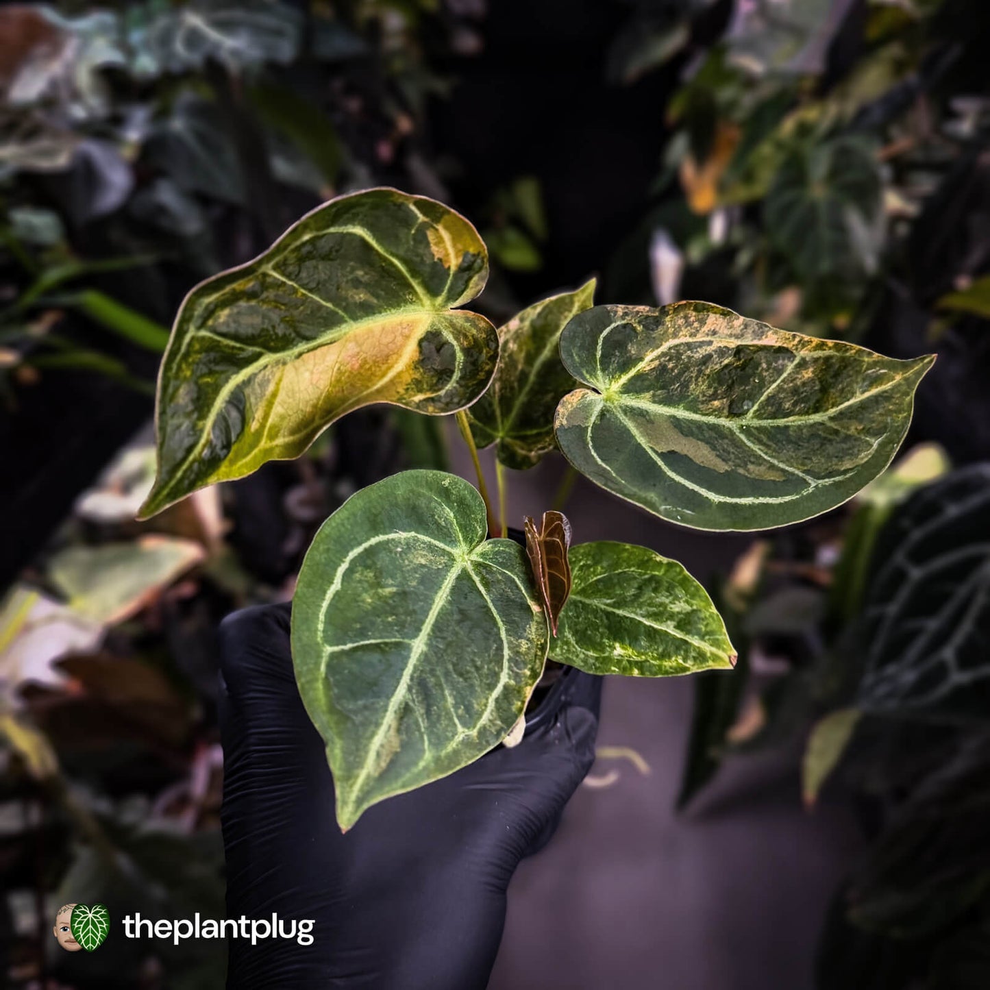 Anthurium (forgetii hybrid variegated) x ('SKG Silver' x 'Red Crystallinum)
