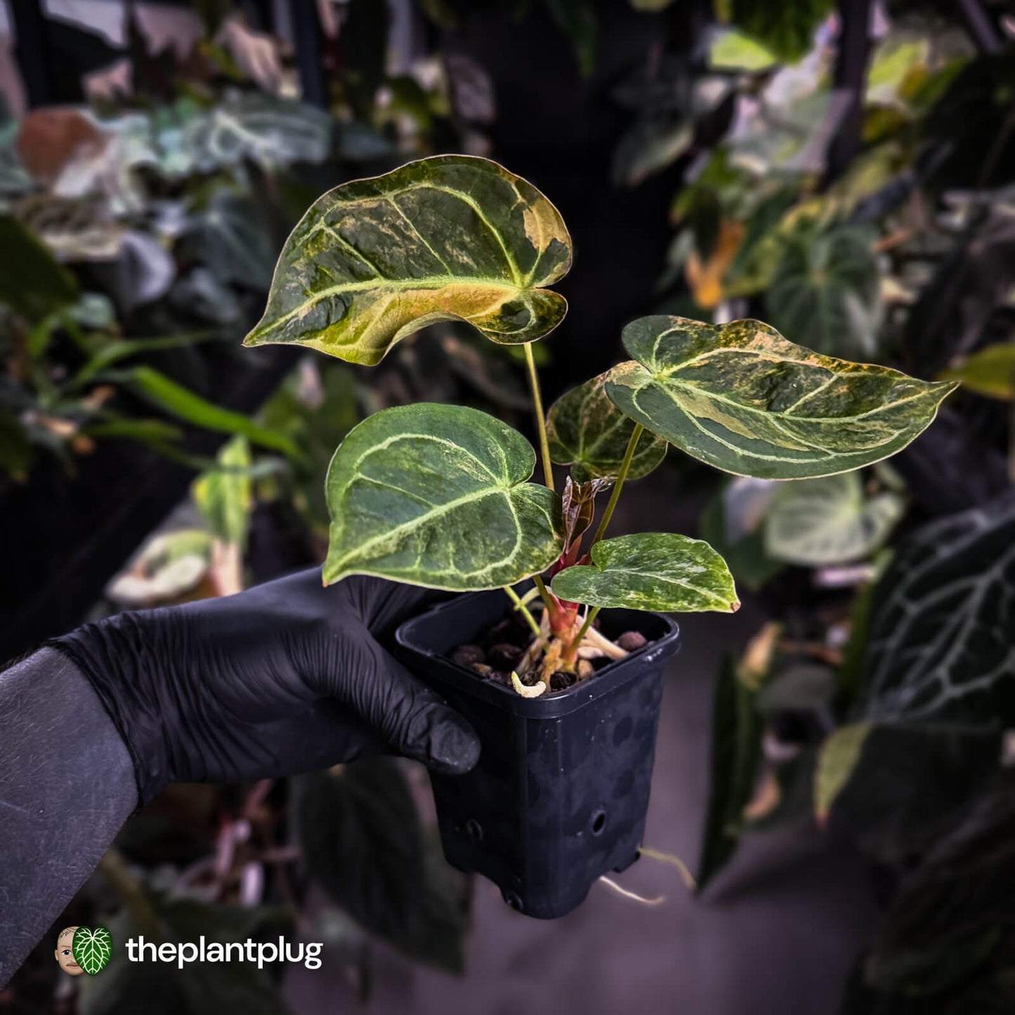 Anthurium (forgetii hybrid variegated) x ('SKG Silver' x 'Red Crystallinum)