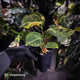 Anthurium (forgetii hybrid variegated) x ('SKG Silver' x 'Red Crystallinum)