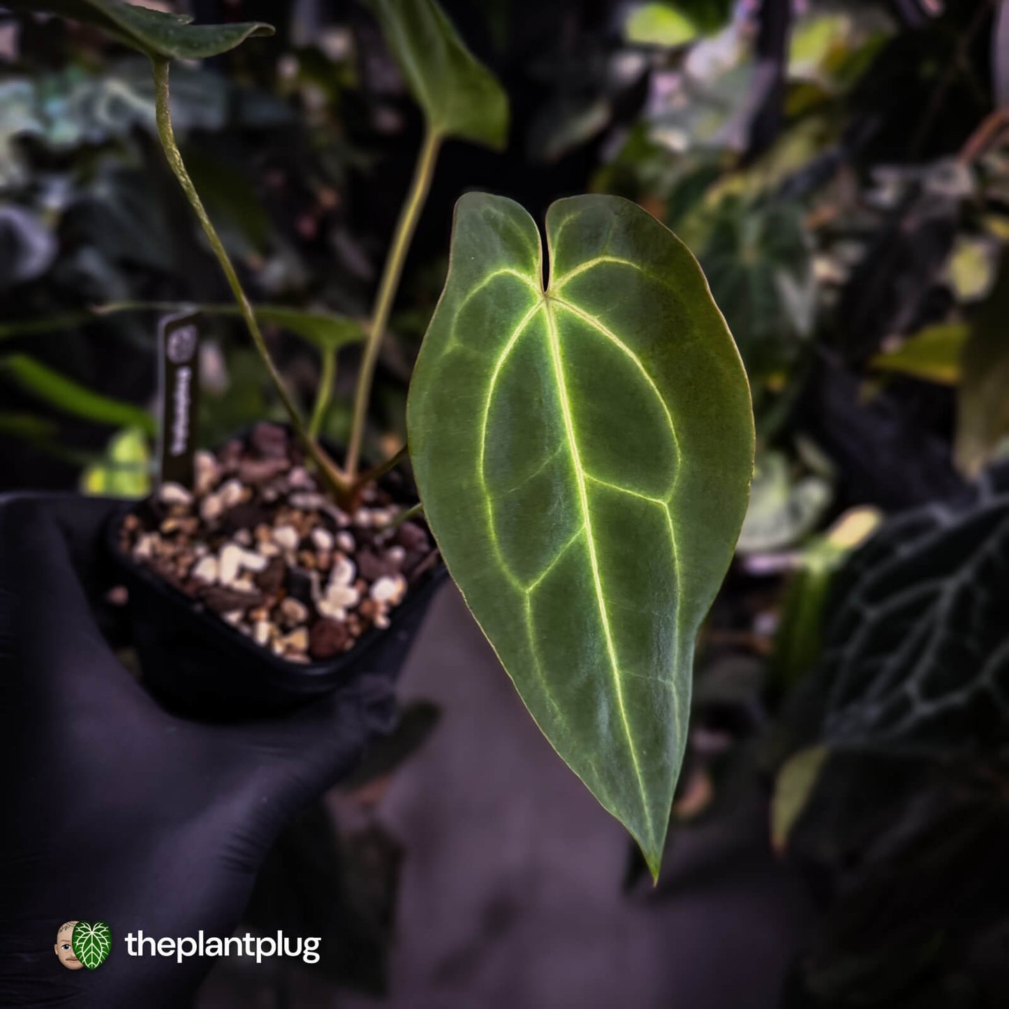 Anthurium 'Dark Mama' x besseae aff 'Red'